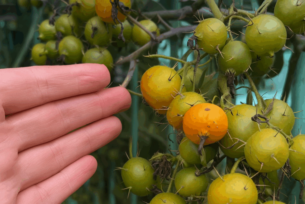 Para Que Serve Ora-Pro-Nóbis?